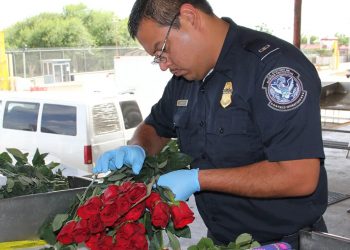 Antes de cruzar flores, revise que no estén prohibidas